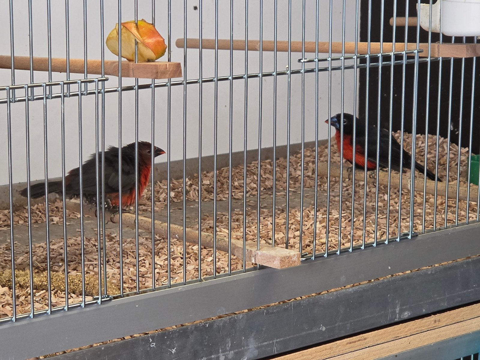 diverse tropen en kanaries, Meerdere dieren