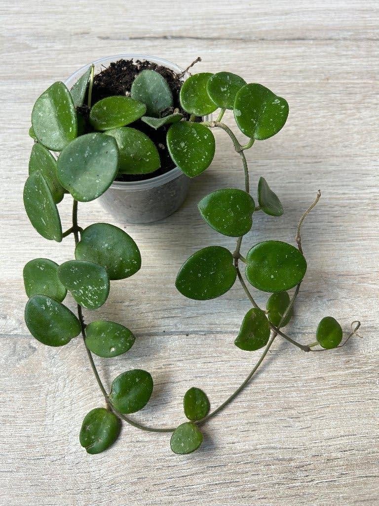 Hoya Mathilde, Huis en Inrichting, Kamerplanten, In pot, Minder dan 100 cm, Bloeiende kamerplant, Halfschaduw