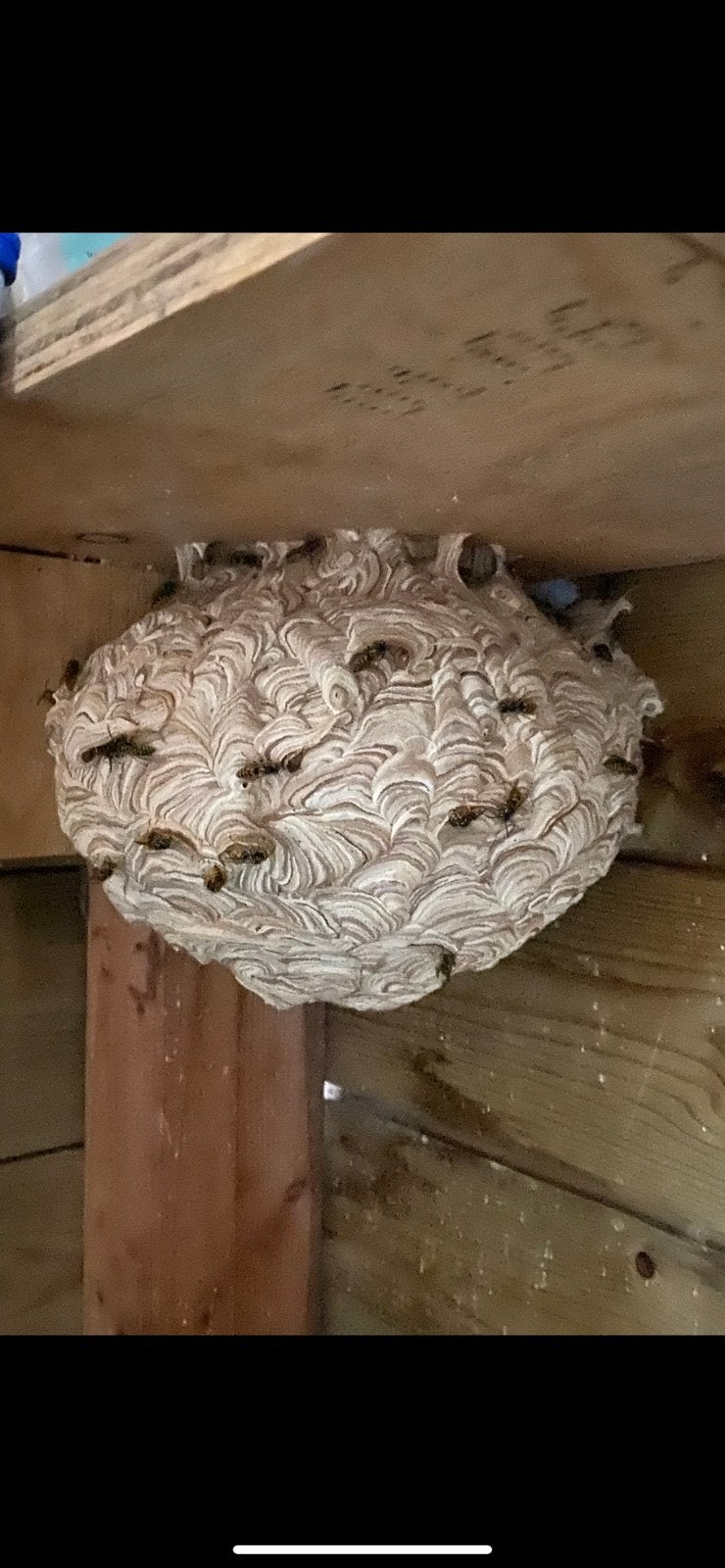 Wespen nest wespen hornaars etc, Ophalen, Zo goed als nieuw, Ongediertebestrijding
