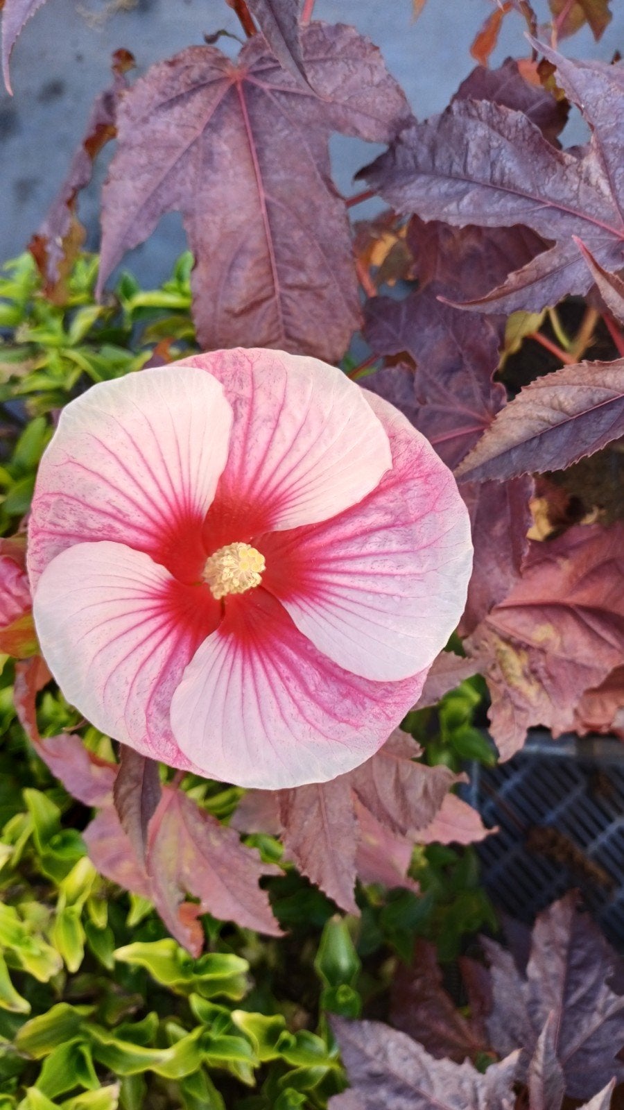 aparte planten Vasteplanten Kuipplanten kwekerij, Tuin en Terras, Ophalen of Verzenden, Overige soorten, Volle zon