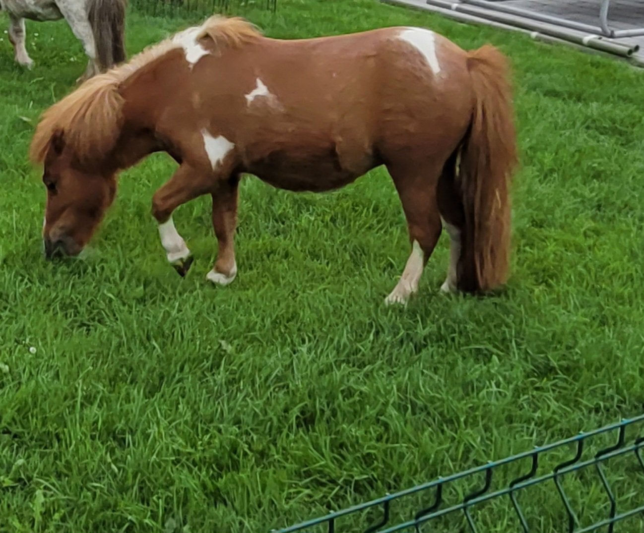Goed tehuis gezocht voor hele kleine mini merrie, 70cm, Merrie, Niet van toepassing, A pony (tot 1.17m), 3 tot 6 jaar