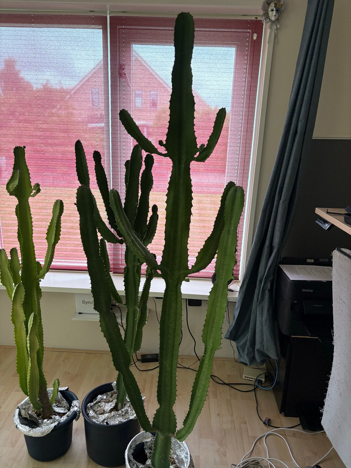 Grote Euphorbia Ingens Cactussen - Diverse Maten, Tuin en Terras, Volle zon, Vaste plant, Bloeit niet, Ophalen