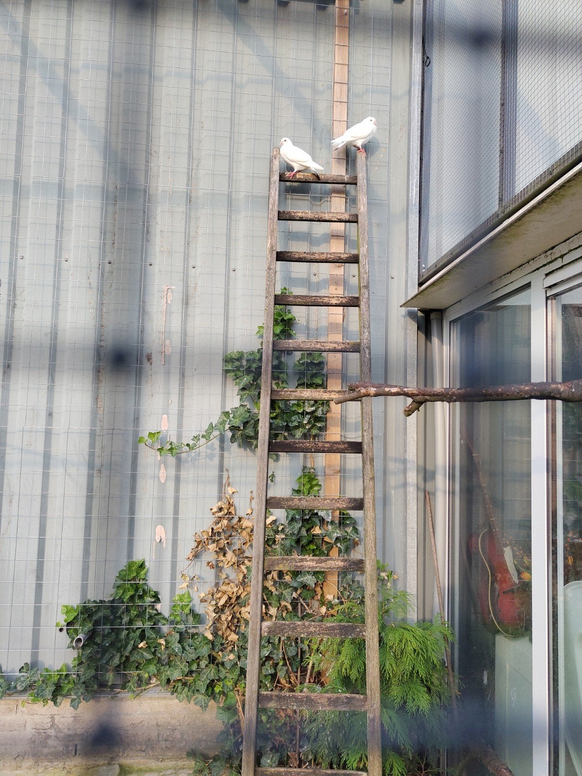 duiven 2 stuks, Meerdere dieren, Overige soorten