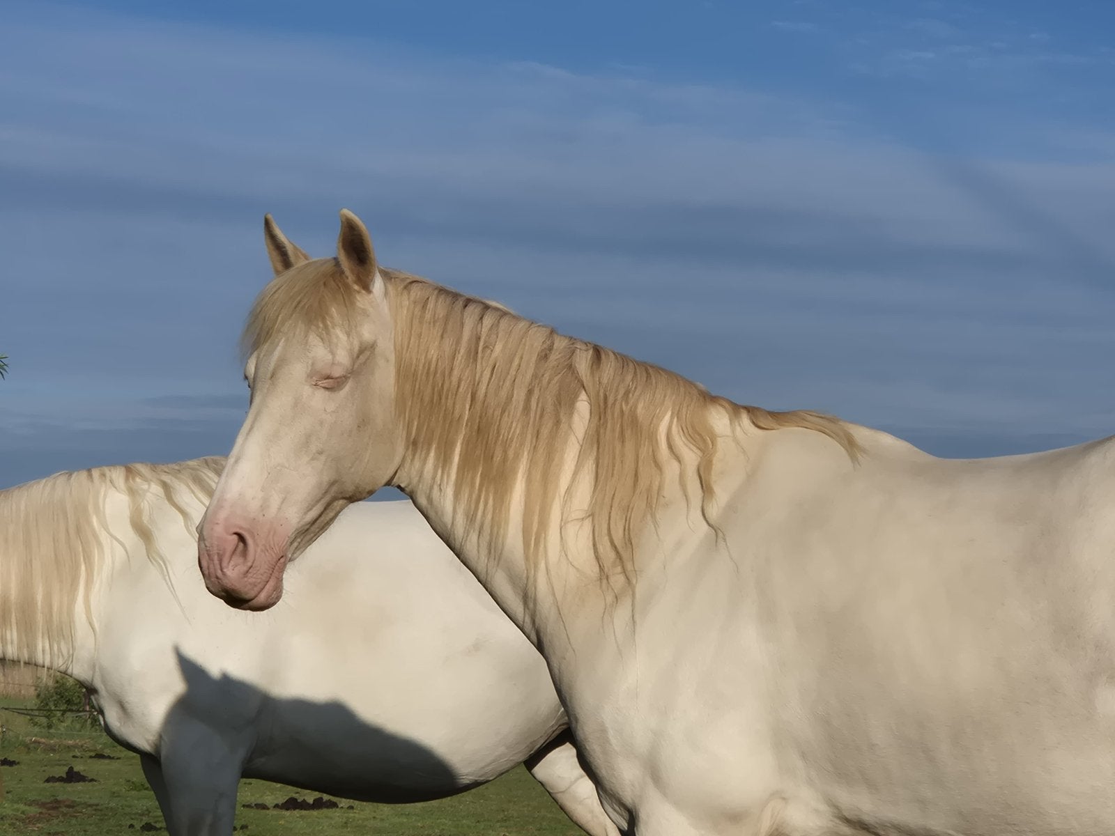 Eerlijke E-pony merrie | Alleen voor de juiste match, Dieren en Toebehoren, Paarden, Merrie, Recreatiepaard, 11 jaar of ouder