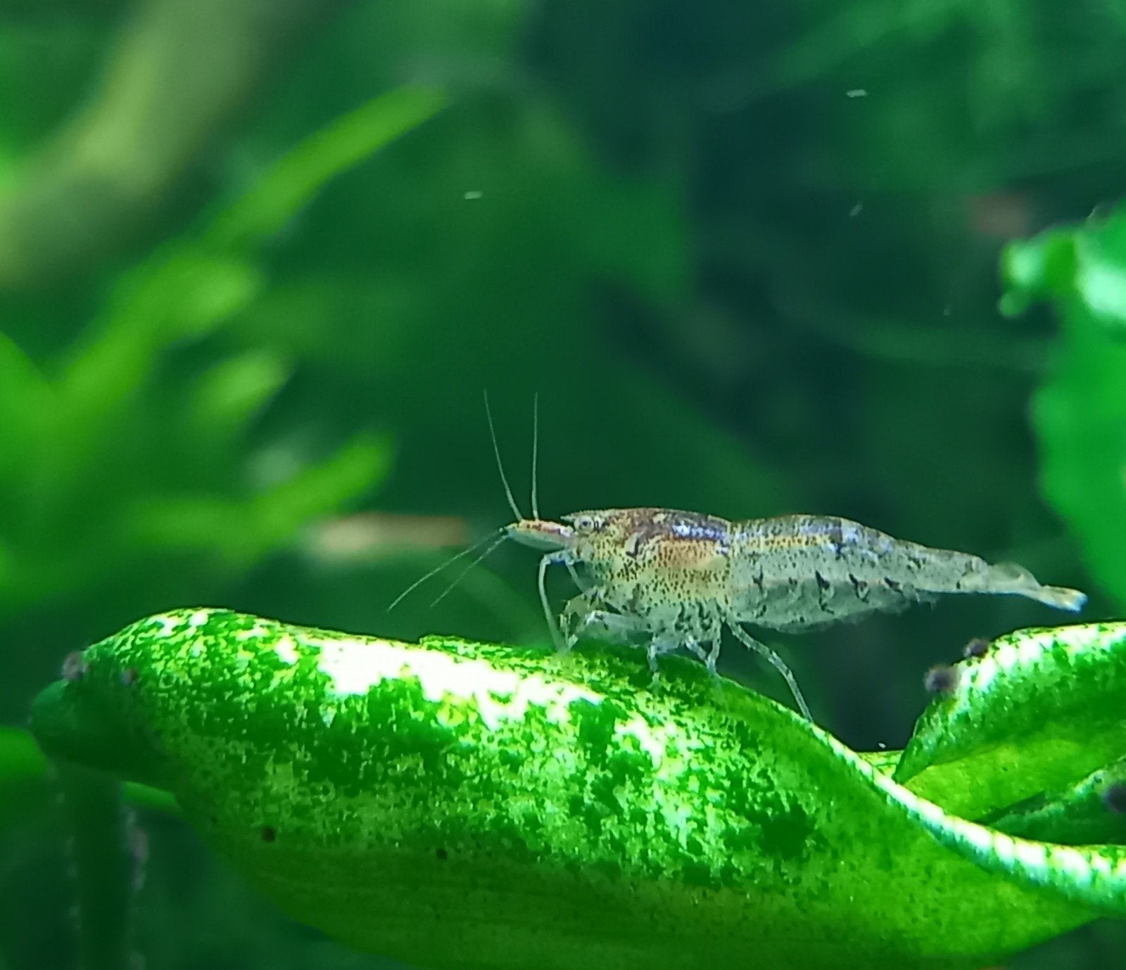 Mini japonica garnaal 🦐, Dieren en Toebehoren, Vissen | Aquariumvissen, Kreeft, Krab of Garnaal