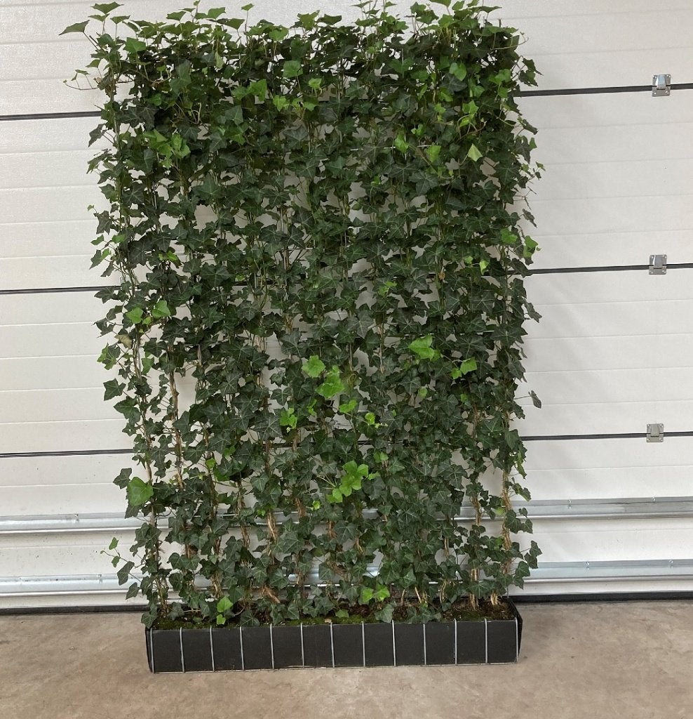 Hedera kant en klaar haag - Klimop scherm - Hedera haag, Vaste plant, Ophalen of Verzenden, Bloeit niet, Halfschaduw