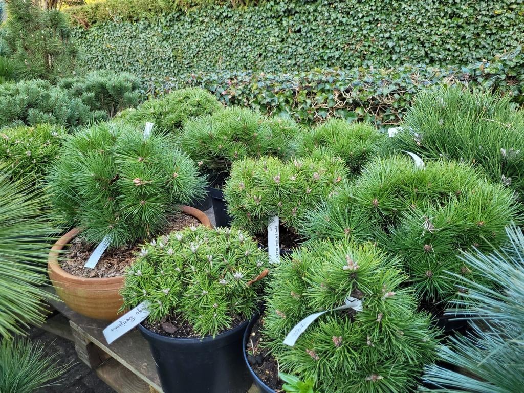 Diverse langzaam groeiende Pinus, Tuin en Terras, Planten | Tuinplanten, Overige soorten, Volle zon, Ophalen
