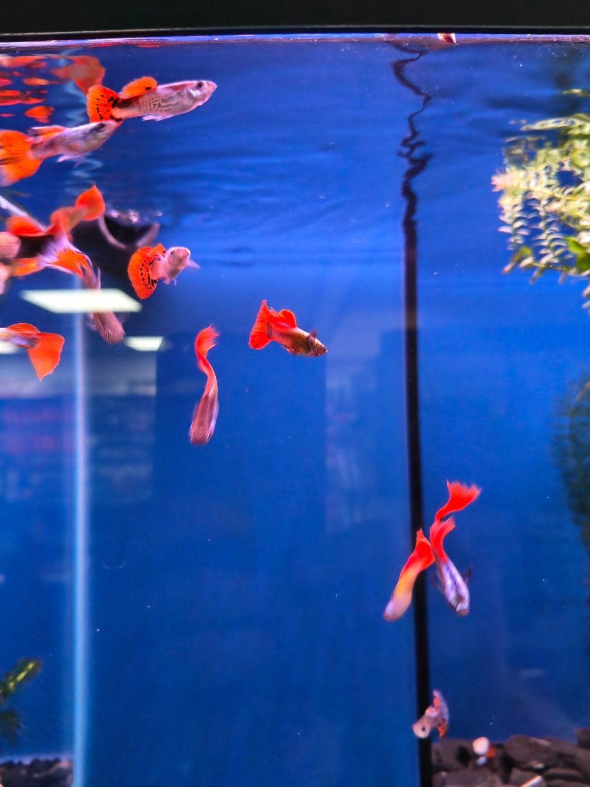 Guppy,s, Dieren en Toebehoren