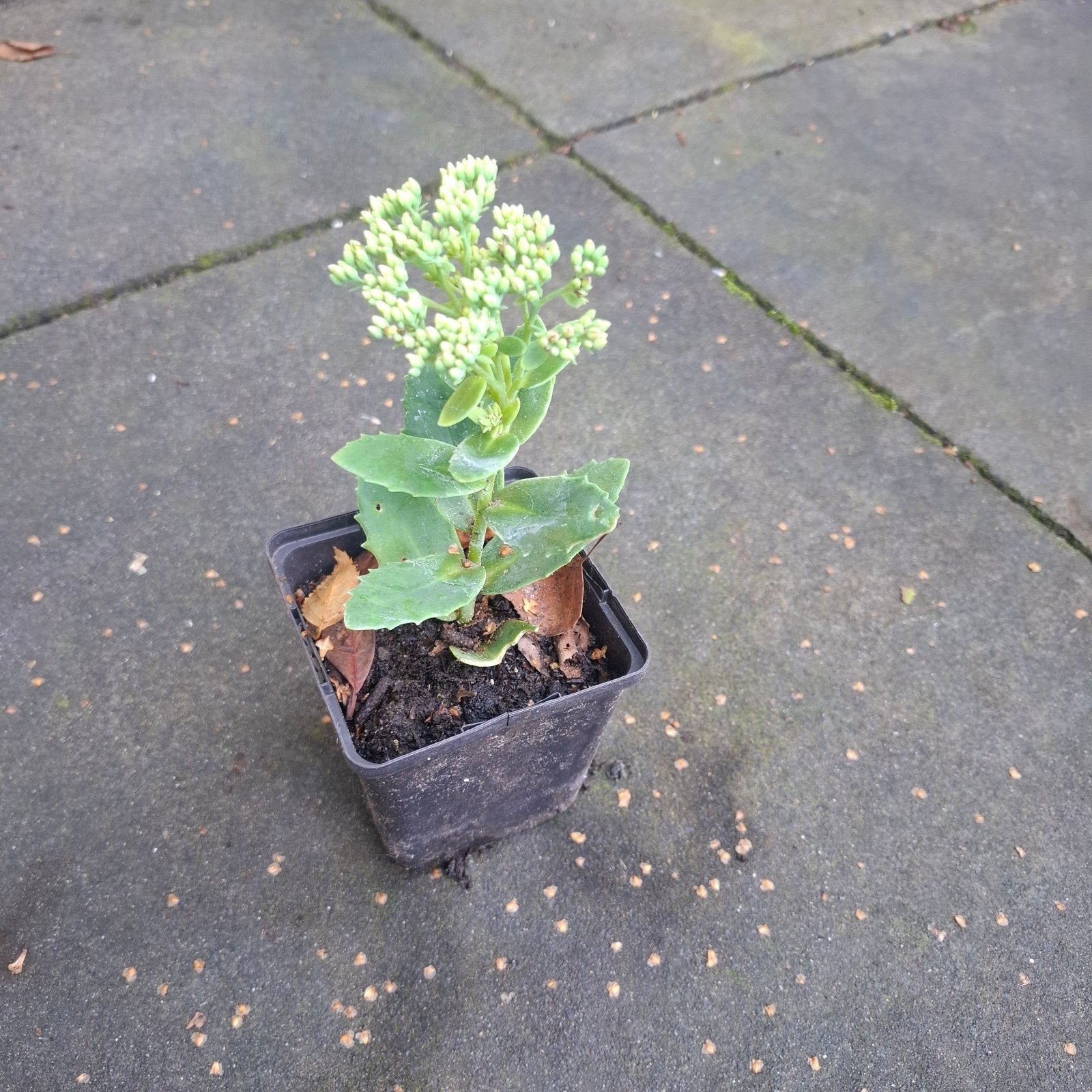 sedum, hemelsleutel, Tuin en Terras, Ophalen, Overige soorten, Volle zon