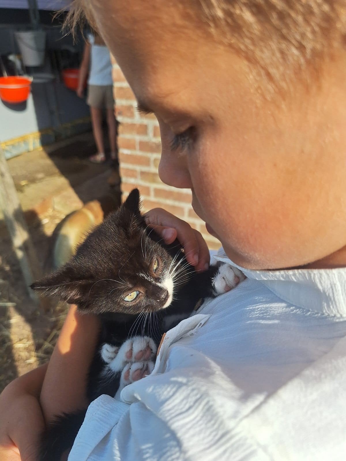 prachtige Boerderij kittens, Dieren en Toebehoren, Meerdere dieren, Ontwormd, 0 tot 2 jaar