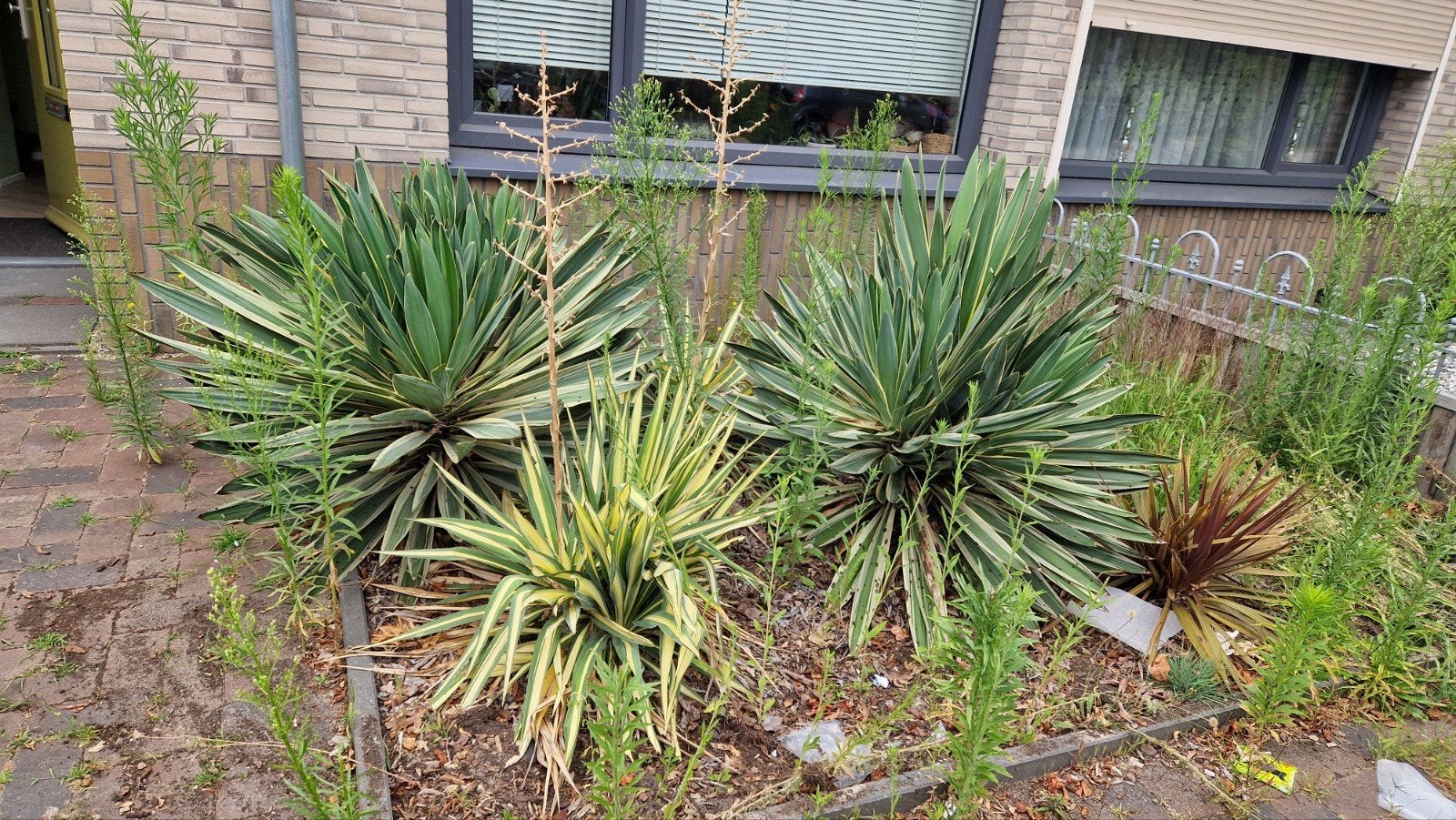 Yucca planten, Tuin en Terras, Planten | Tuinplanten, Volle zon, Vaste plant, Bloeit niet, Ophalen