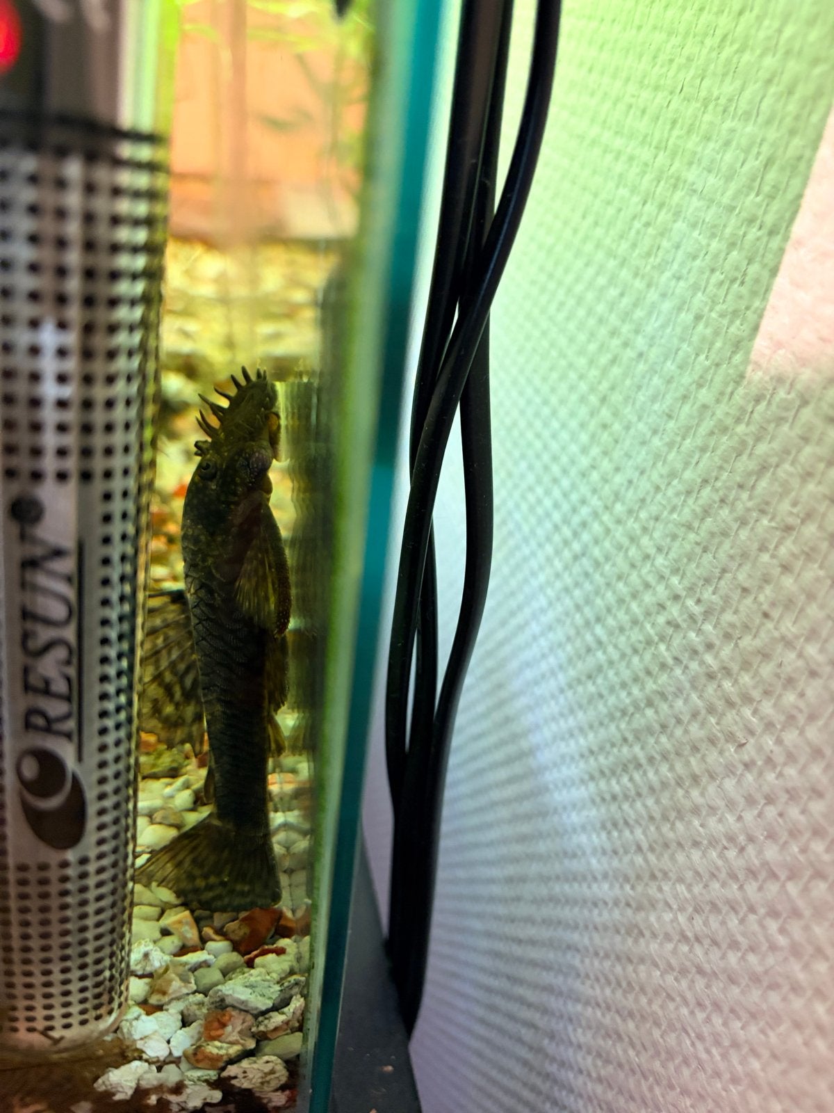 60 liter aquarium met alle toebehoren en betta spender man, Dieren en Toebehoren, Vissen | Aquariumvissen, Vis
