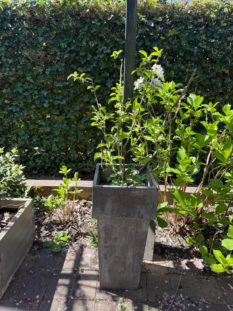 Twee bloempotten met sierappelbomen, Tuin en Terras, Bloempotten, Gebruikt, Beton, Balkon, Tuin, 70 cm of meer, 25 tot 40 cm, Vierkant