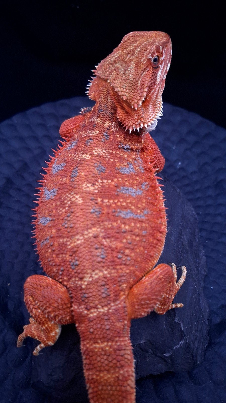 100% Red Monster Leatherback Baardagaam Man Bearded Dragon photo 22