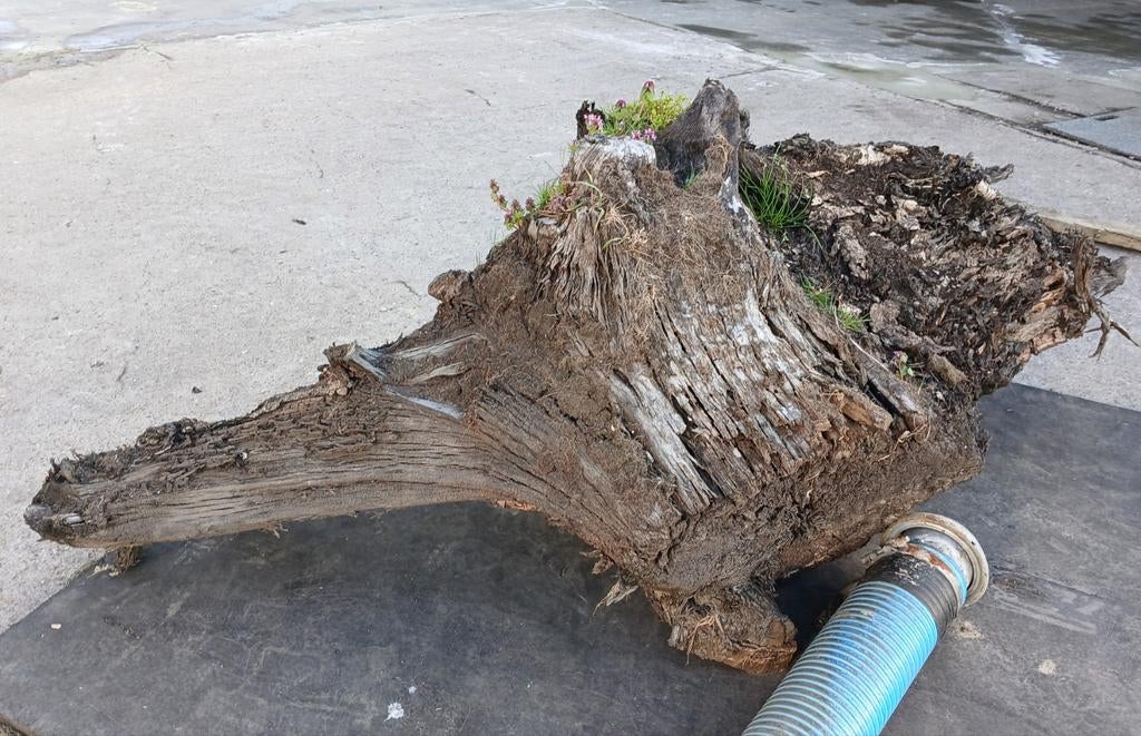 Oude boomstronk, Tuin en Terras, Ophalen, Gebruikt, 100 tot 200 cm, 50 cm of meer