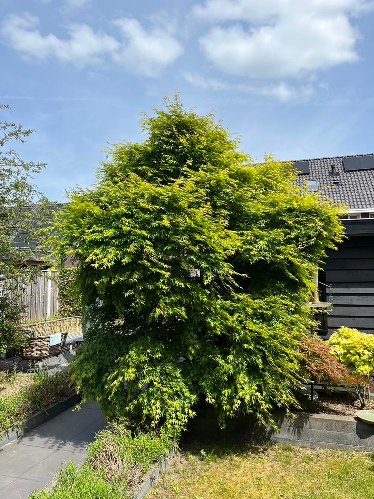 Japanse Esdoorn - Acer Sangokaku, Ophalen, Bloeit niet, Halfschaduw, Overige soorten