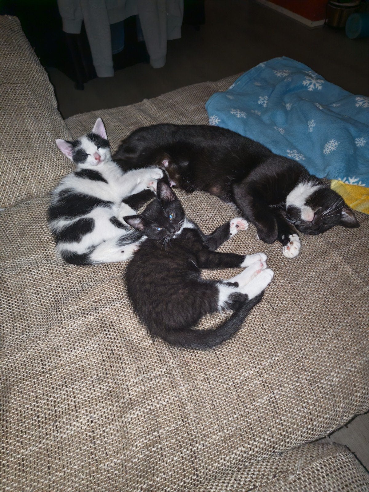 2 mooie kittens jongetjes
