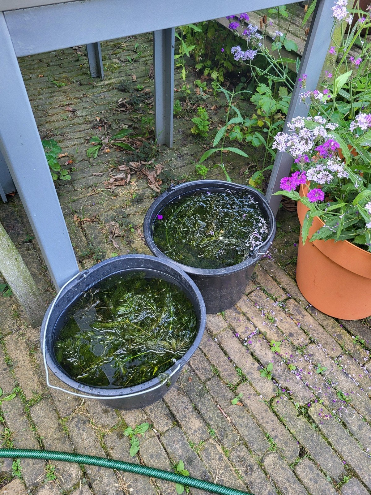 Hoornblad (zuurstofplant) voor vijver - 3 emmers vol, Tuin en Terras, Vijvers, Ophalen