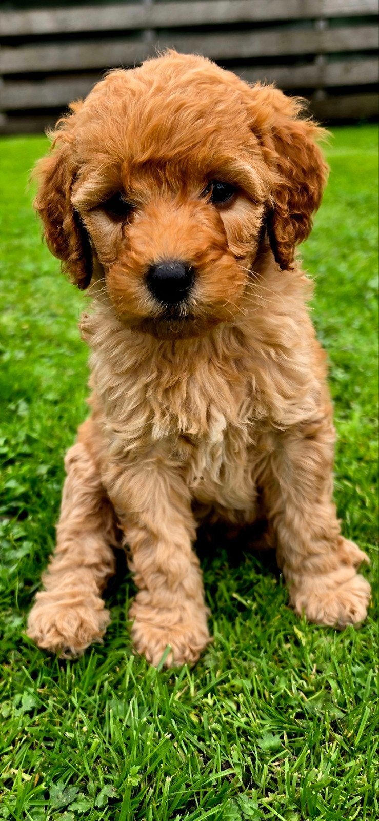 Labradoodle puppie's Teefjes beschikbaar., Overige rassen, 8 tot 15 weken, Meerdere, Meerdere dieren