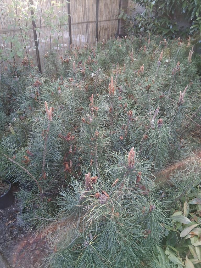 Potgekweekte pinus sylvestris grove den, Tuin en Terras, Planten | Bomen, Overige soorten, Minder dan 100 cm, Volle zon, Bloeit niet