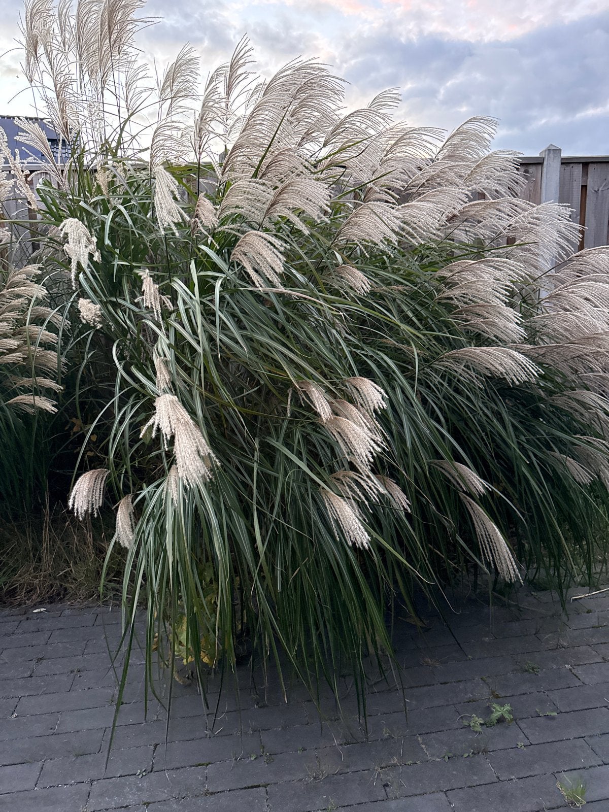 Siergras - Miscanthus sinensis (Prachtriet), Ophalen, Volle zon, Vaste plant, Siergrassen