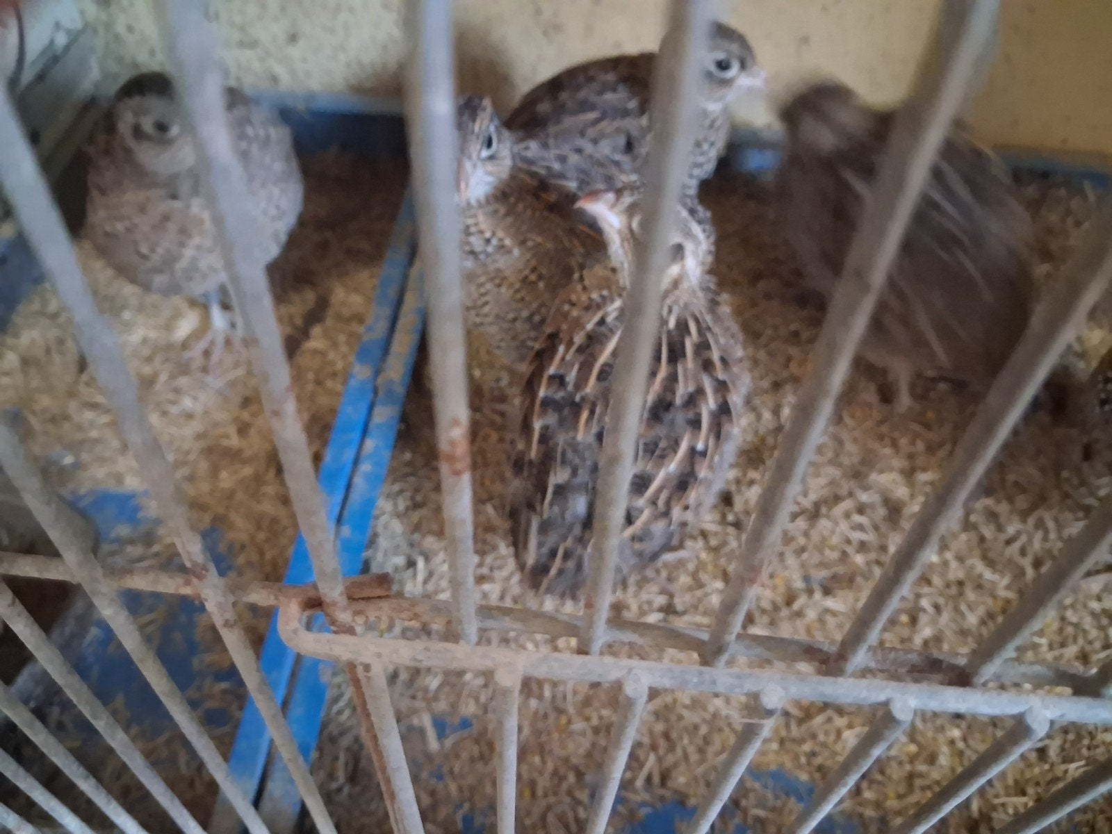 Montezuma kwartels, Meerdere dieren