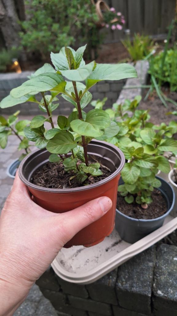 Bio sinaasappelmunt in een potje, Ophalen, Volle zon