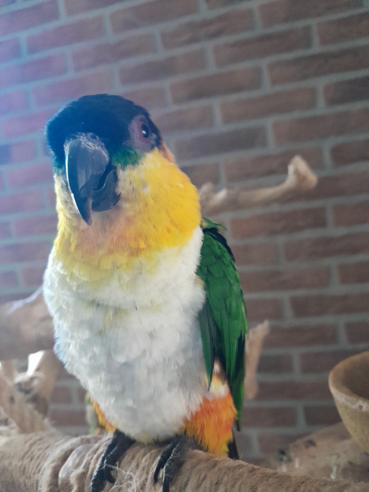 tamme zwartkop caique, Mannelijk, Papegaai