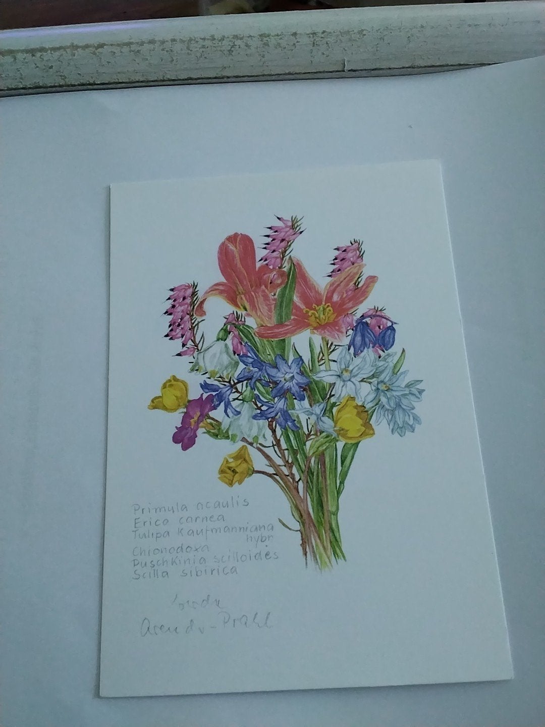Vintage Ansichtkaart Bloemenboeket -Gerda  Arends Prahl, Verzamelen, Ansichtkaarten | Themakaarten, Ongelopen, 1960 tot 1980, Ophalen of Verzenden