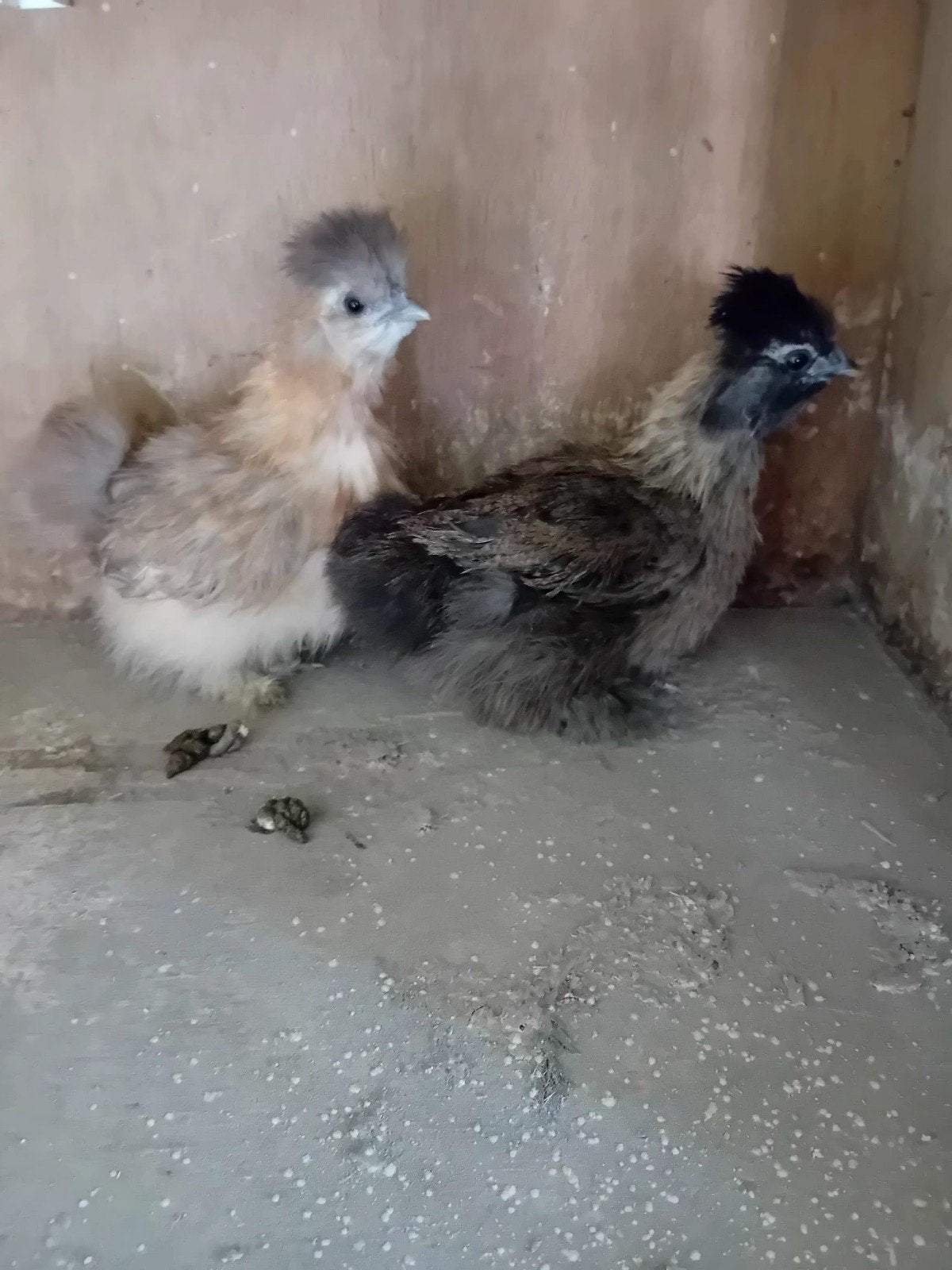 2 zijdehoen zijdehoender zijdehoentjes, Dieren en Toebehoren, Geslacht onbekend, Kip