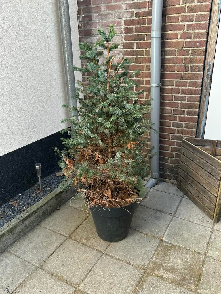 Gratis boom, Ophalen, Volle zon, Overige soorten
