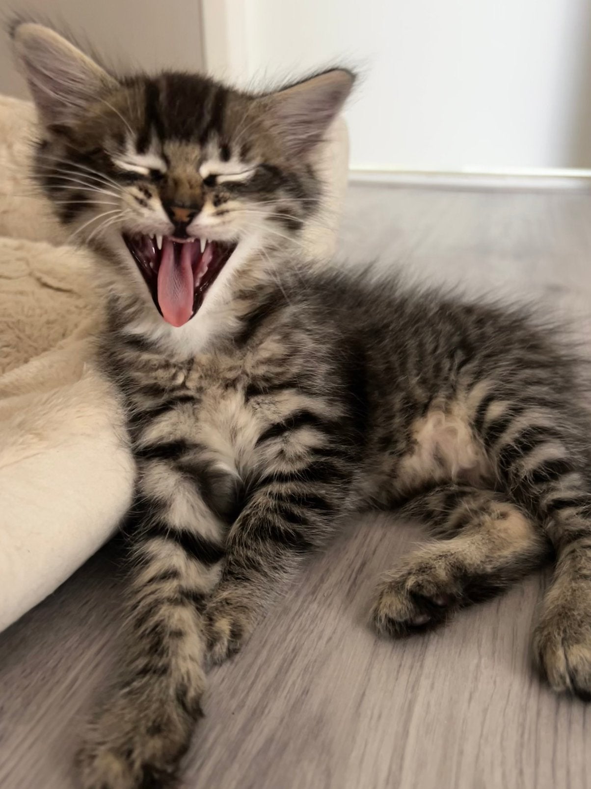 Gezonde en prachtige ragdoll kittens mogen bijna verhuizen!, Meerdere dieren, Ontwormd, 0 tot 2 jaar