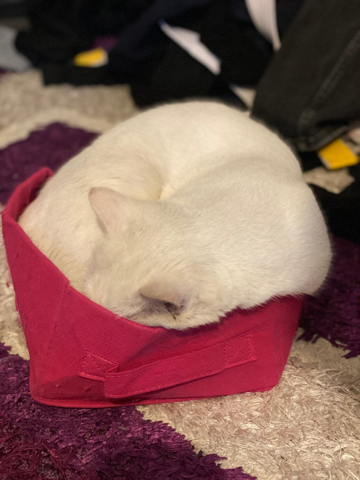 Turkse angora, Dieren en Toebehoren, Katten en Kittens | Overige Katten, Kater