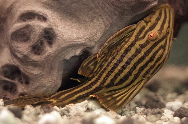L-Nummers: L027 Panaque armbrusteri Tapajos, Dieren en Toebehoren, Vis, Zoetwatervis