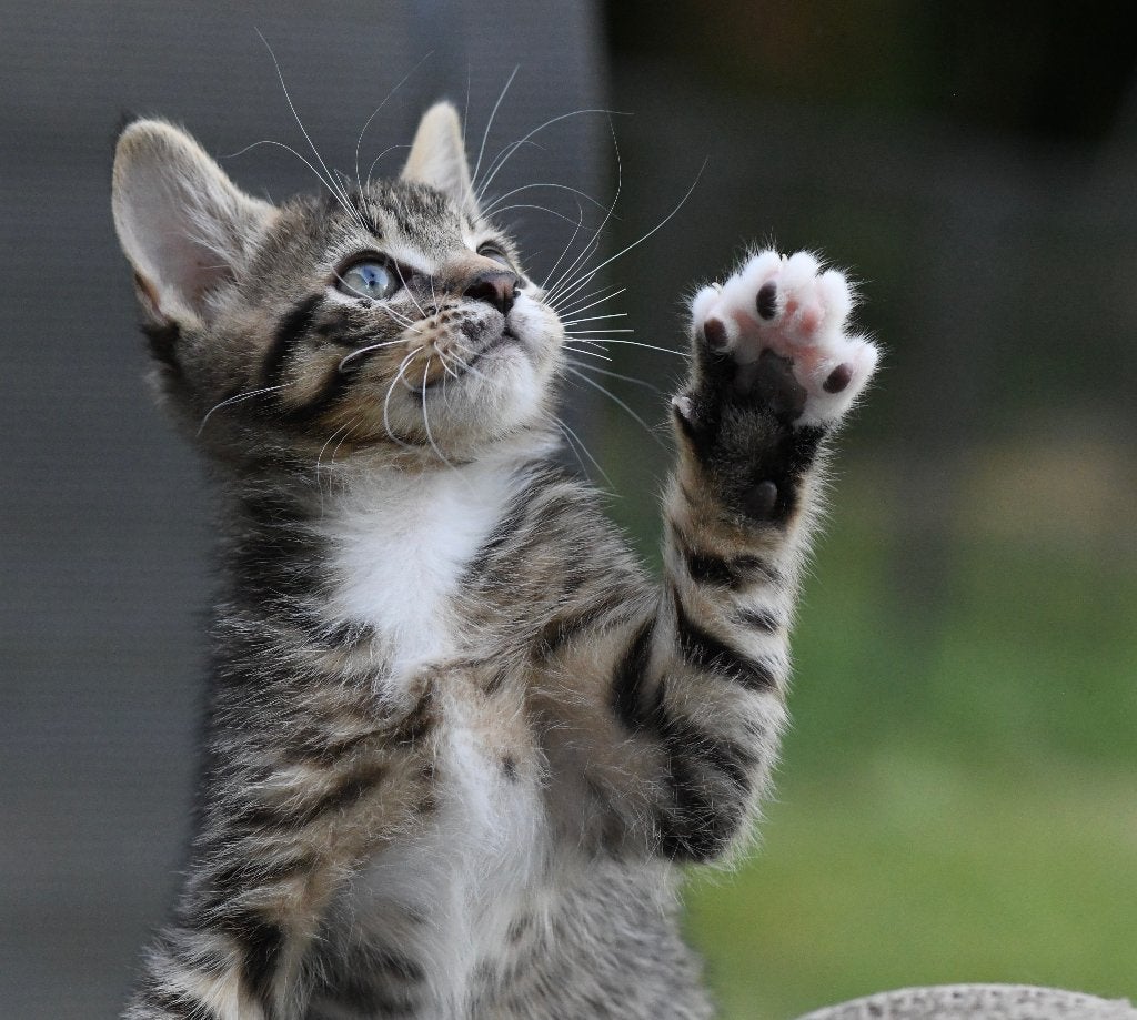 LAATSTE  TWEE Prachtige lieve kittens  - Main Coon X, Dieren en Toebehoren, Katten en Kittens | Raskatten | Korthaar, Geslacht onbekend