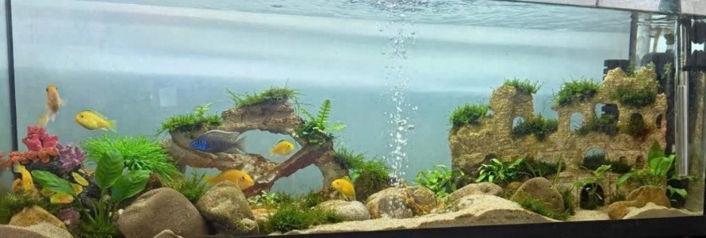 vissen, Dieren en Toebehoren, Vissen | Aquariumvissen, Vis