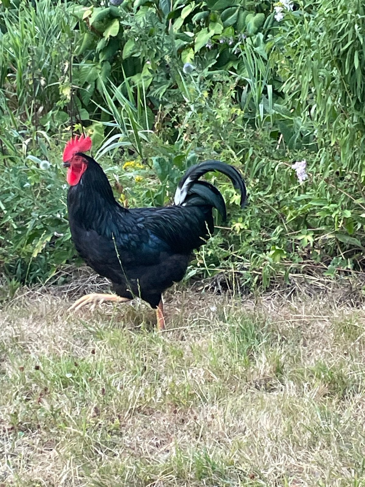 Jonge haan - Australorp ras, Dieren en Toebehoren, Pluimvee, Mannelijk, Kip