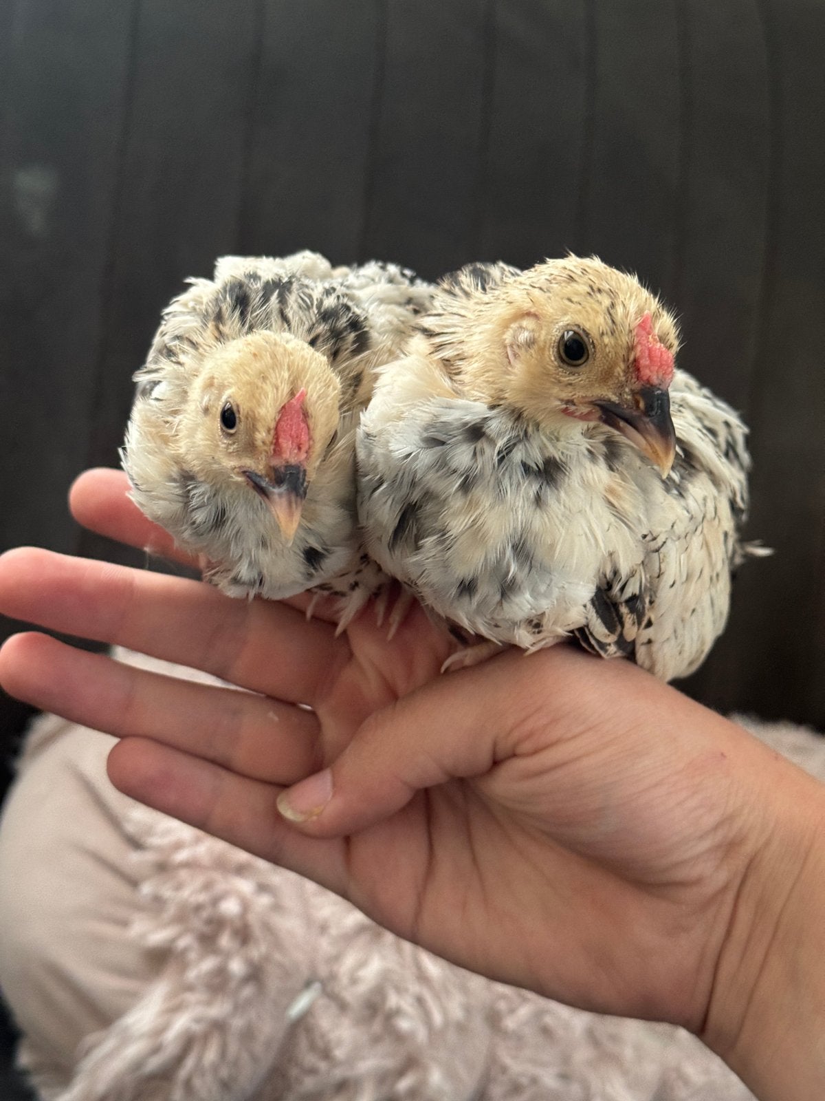 2 prachtige handtame citroen porselein javakriel haantjes, Dieren en Toebehoren, Mannelijk, Kip