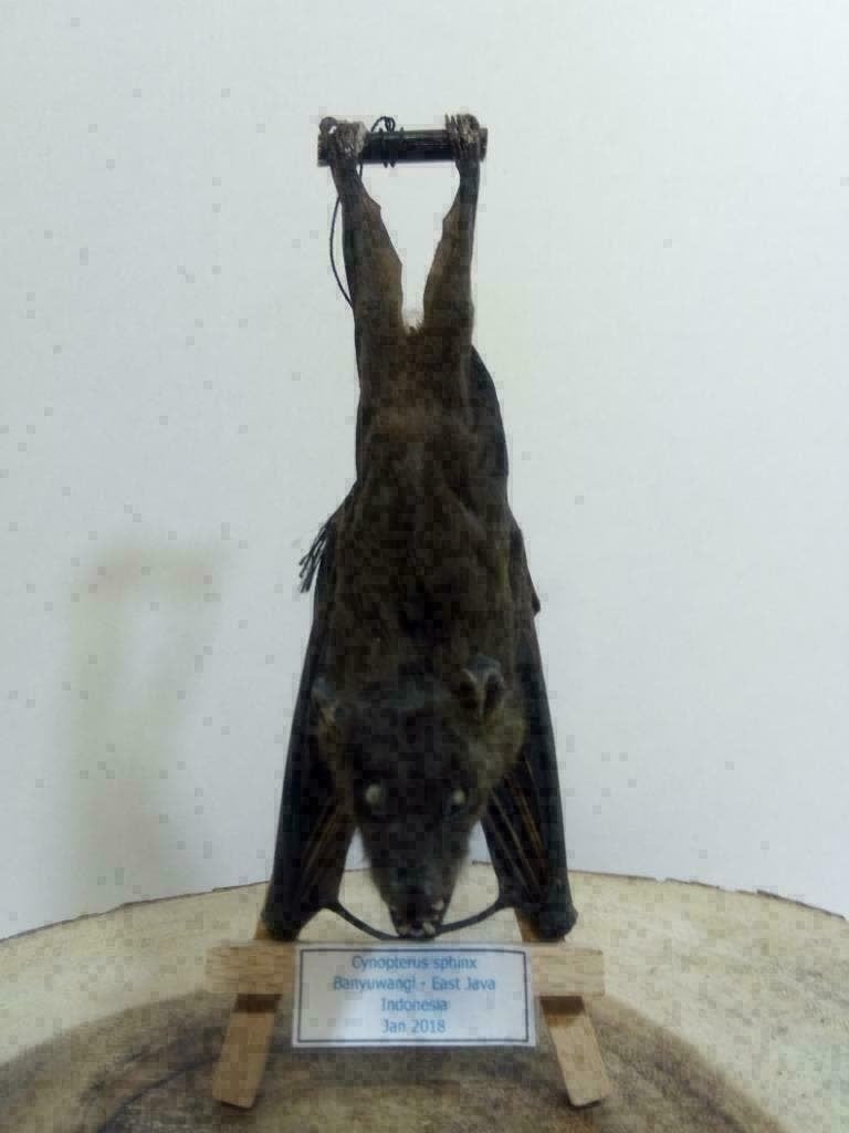 Opgezette hangende vleerhond, vleermuis, cynopterus sphinx, Verzamelen, Dierenverzamelingen, Ophalen of Verzenden, Nieuw, Overige soorten