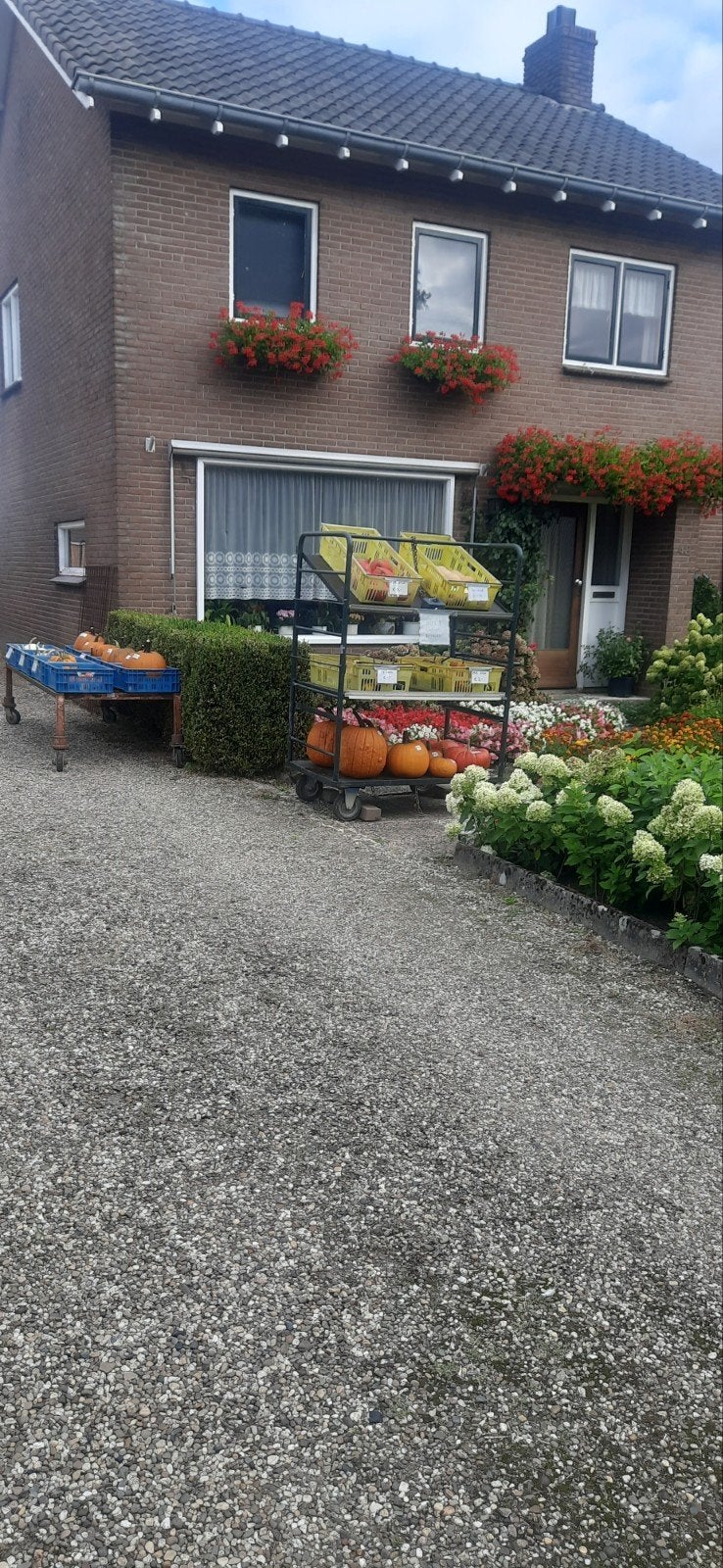 pompoenen en kalebassen, Ophalen of Verzenden