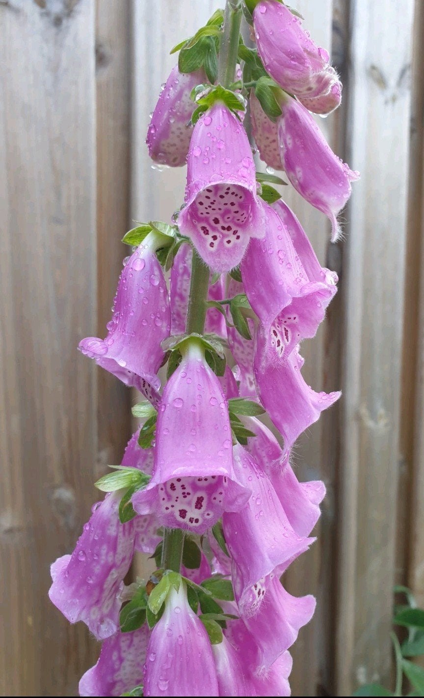 Vingerhoedskruid roze, Ophalen of Verzenden, Najaar, Volle zon, Zaad