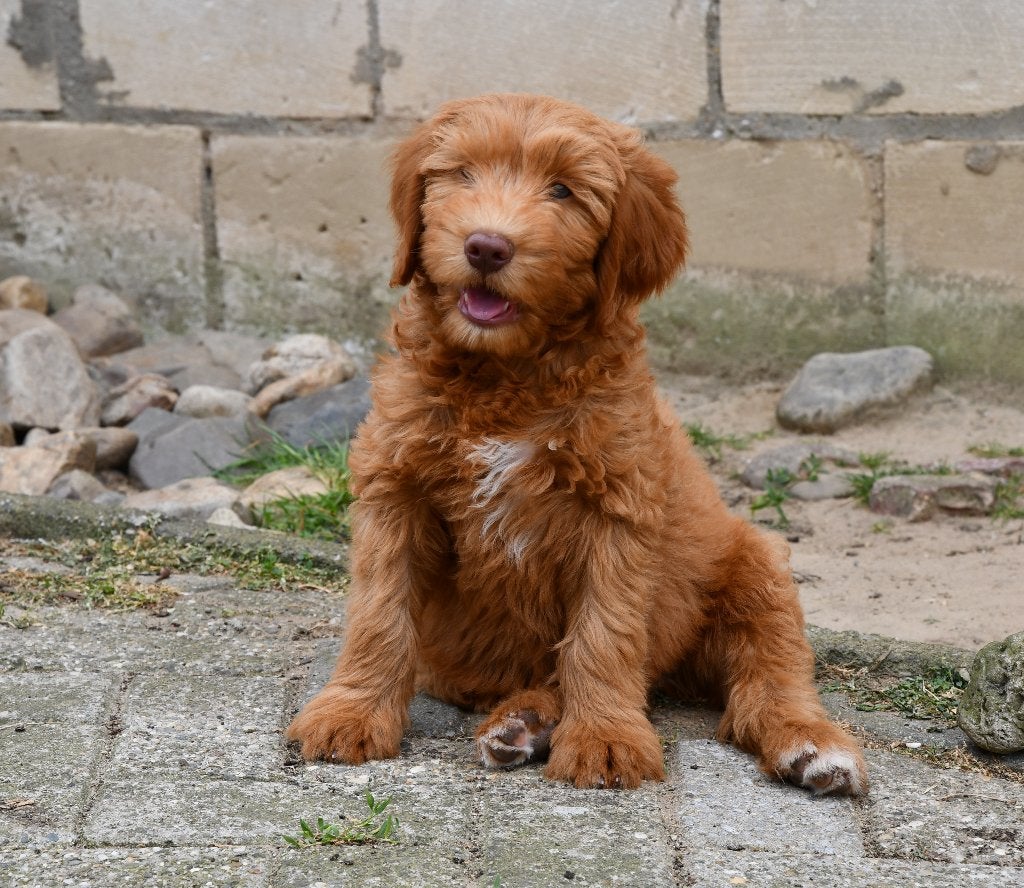 Super mooie Australian Labradoodle pups uit geteste ouders., Parvo, Nederland, Overige rassen, 8 tot 15 weken