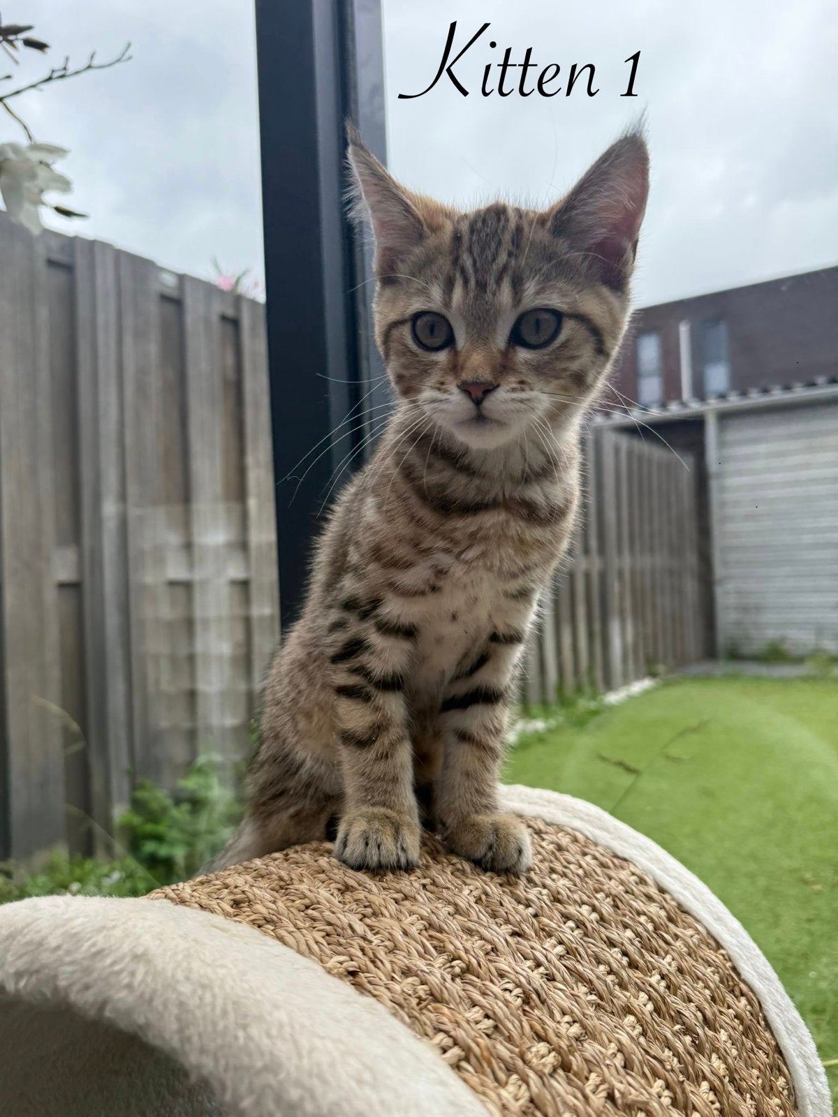 5 lieve kittens – kruising Britse Korthaar  Maine Coon, Poes, Kortharig, 0 tot 2 jaar