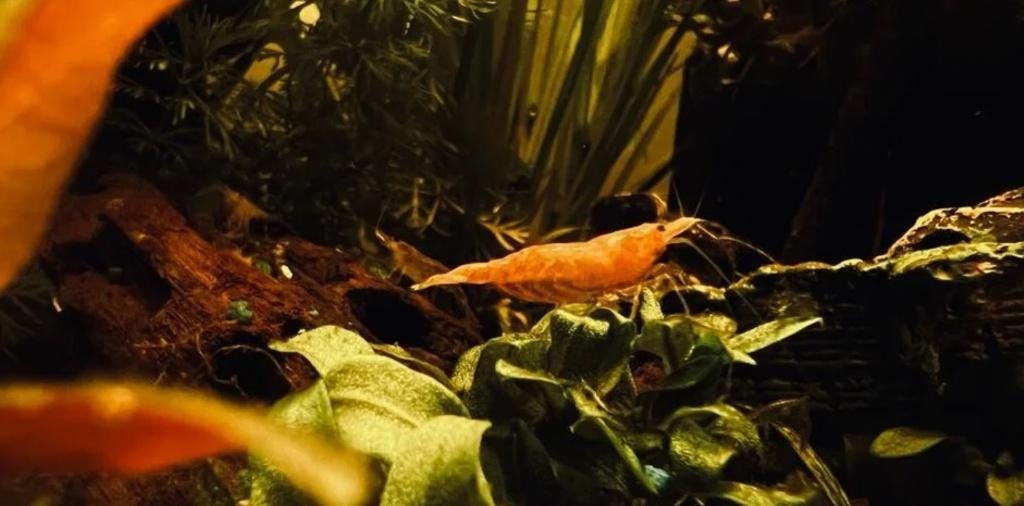 Orange fire Sakura garnalen, Kreeft, Krab of Garnaal, Zoetwatervis