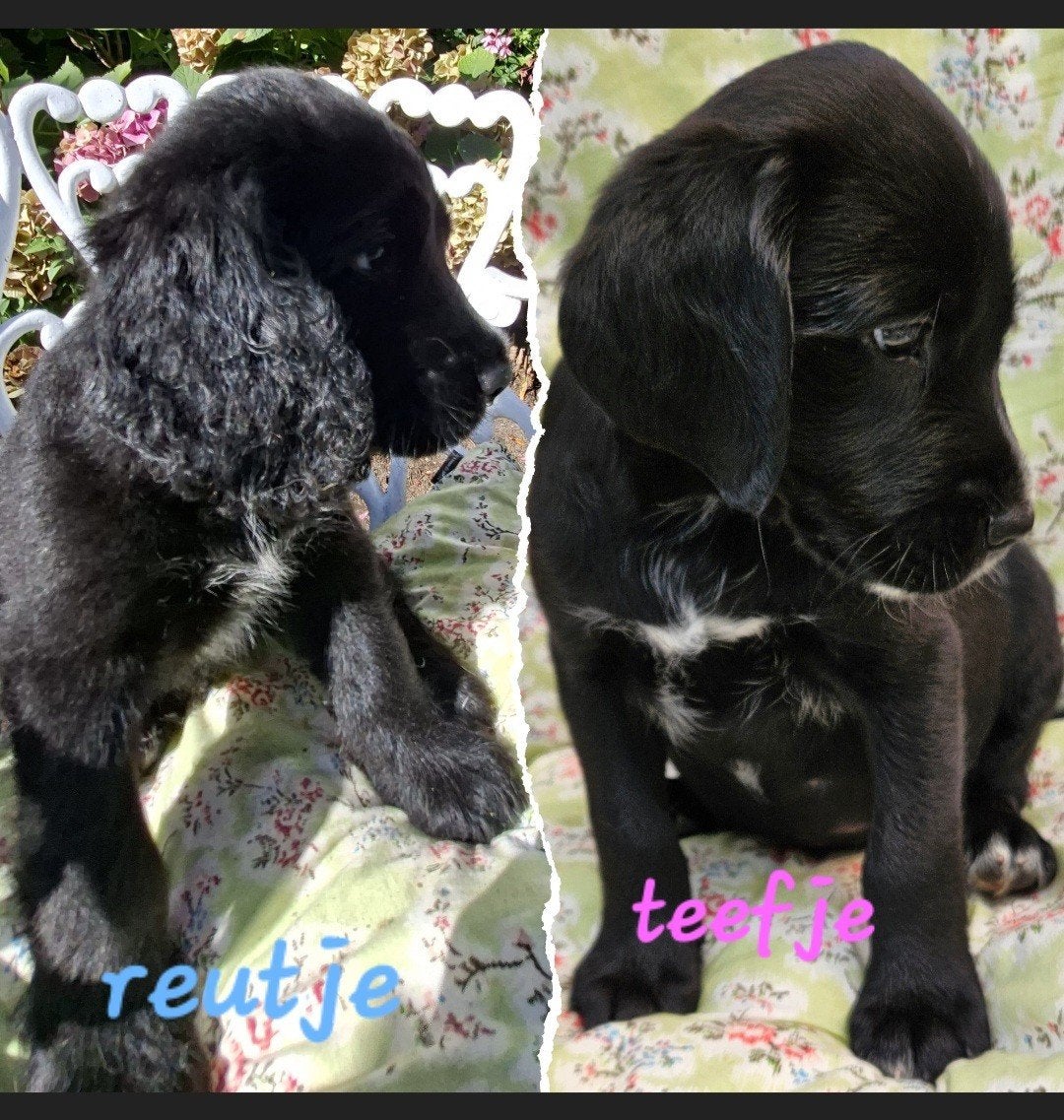 cocker spaniel x friese stabij pups, 8 tot 15 weken, Meerdere, Meerdere dieren, Spaniël