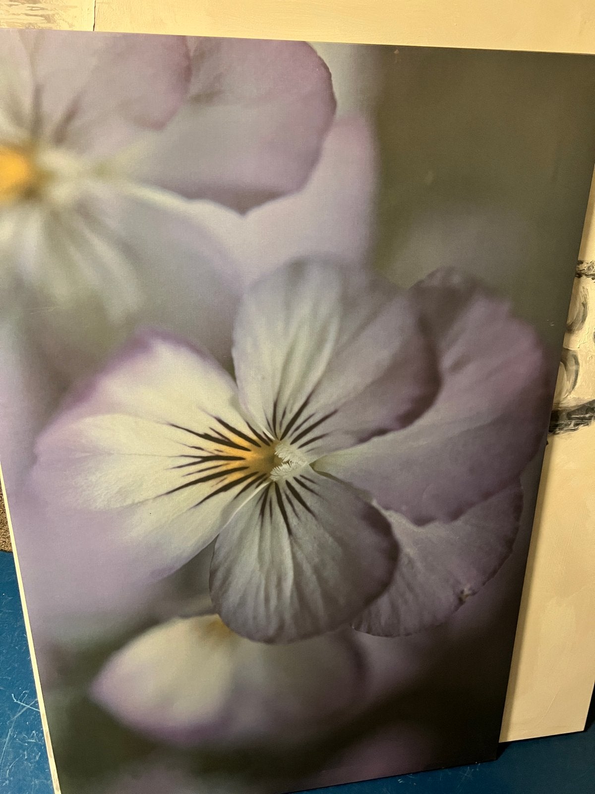 Prachtige foto van een paars-witte bloem, Ophalen, 50 – 75, Gebruikt, Foto of Poster