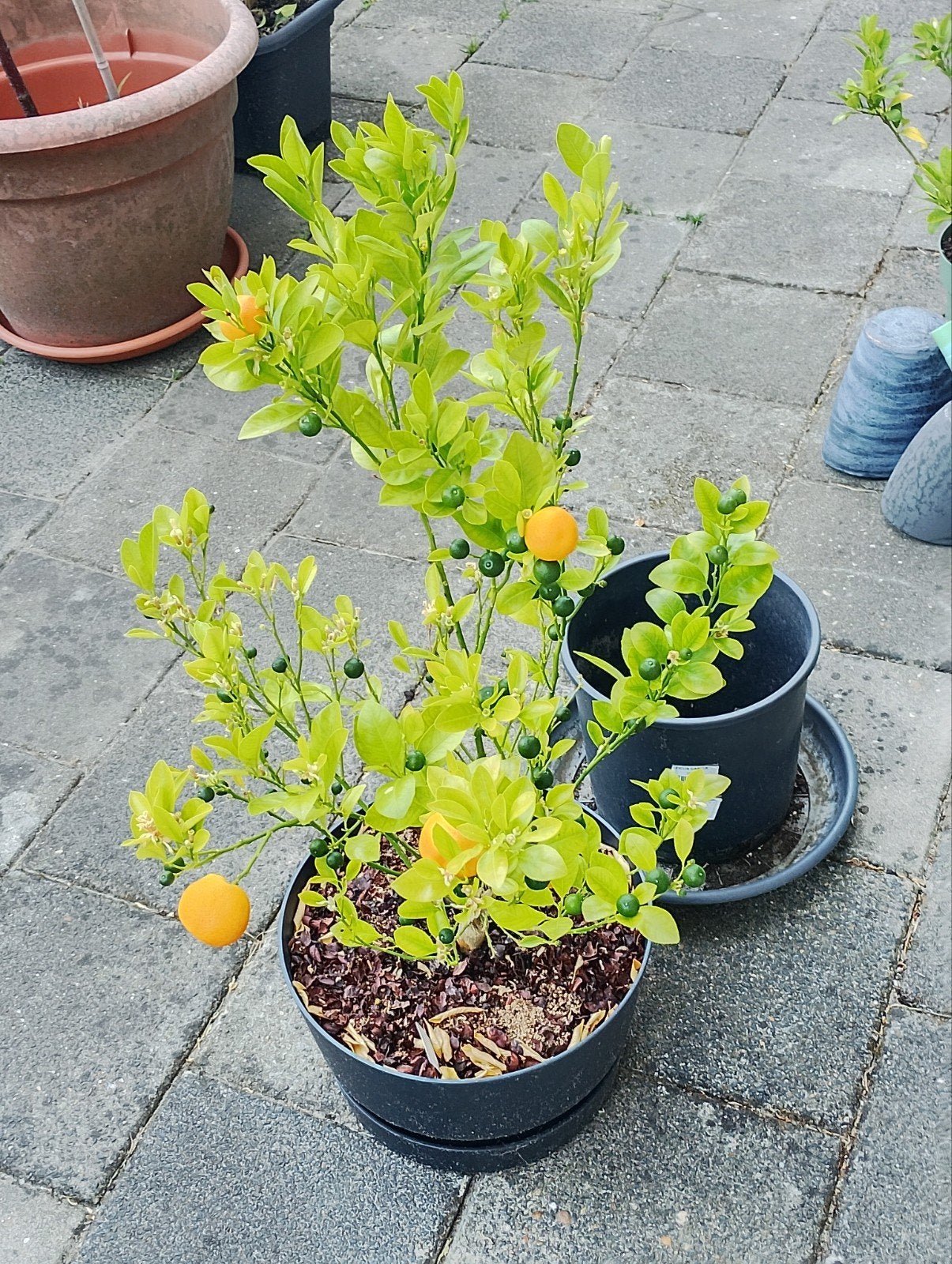 Sinaasappelboom en Citroenboom - Citrusplanten, Ophalen