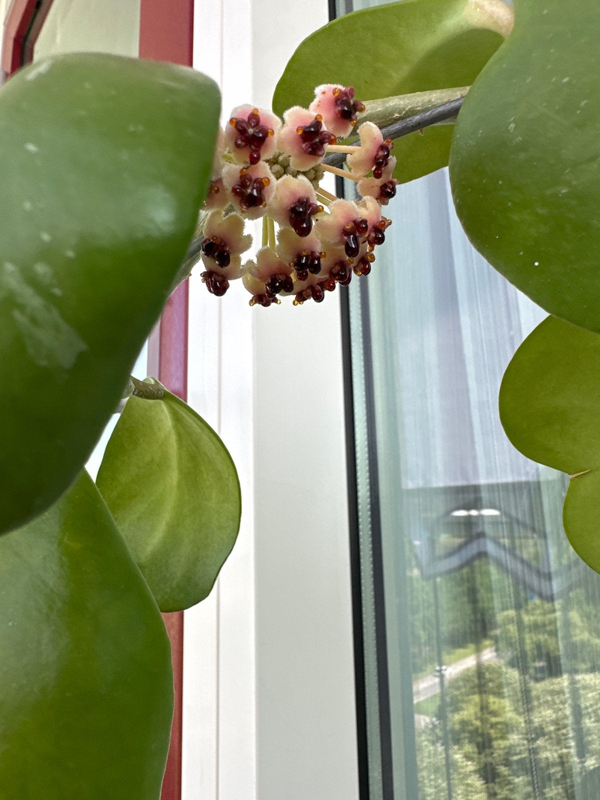 Soped weg !!!Bloeiende Hoya Kerrii (Hartjesplant) in pot, Overige soorten, In pot, Minder dan 100 cm, Bloeiende kamerplant