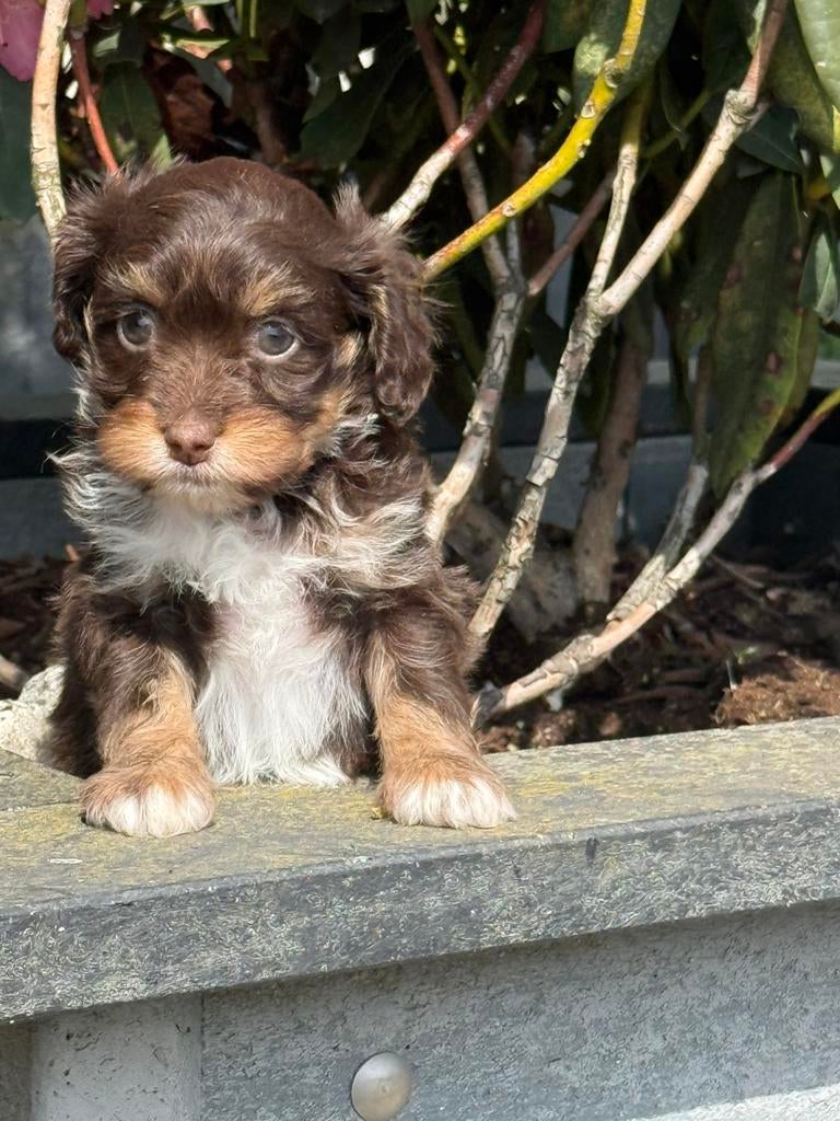 Te koop mooie choco tan en merle Boomer pups, Parvo, Nederland, Overige rassen, 8 tot 15 weken