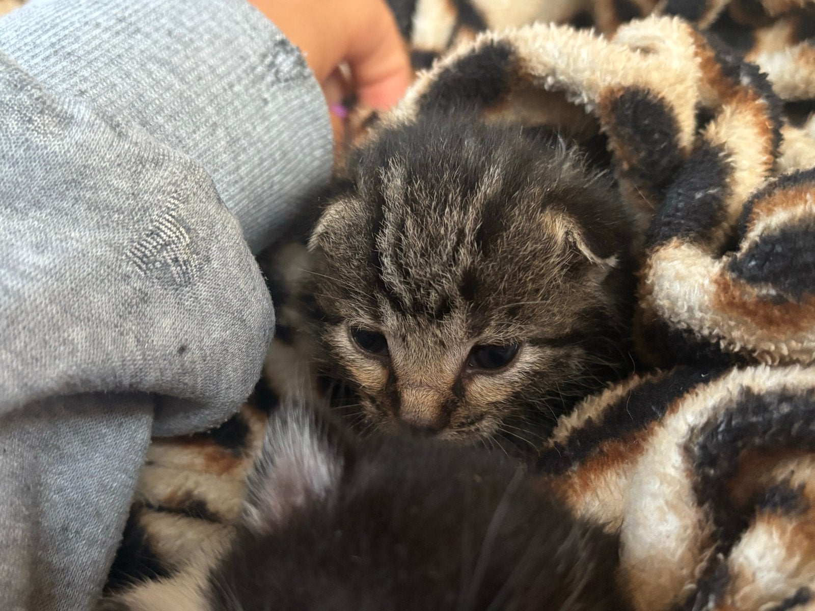 Kittens, Dieren en Toebehoren, Meerdere dieren, Kortharig, 0 tot 2 jaar